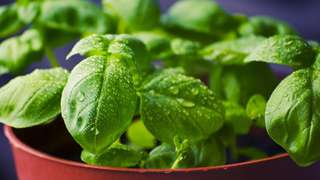 羅勒 basil