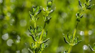 百里香 thyme